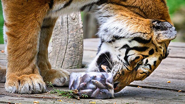 Tropick teploty zvldaj zvata ve zlnsk zoo i dky ledovm zmrzlinm, kter jim pipravuj chovatel. (ervenec 2024)