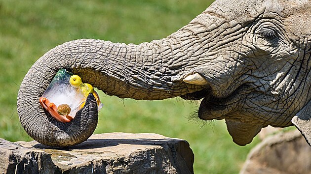 Tropick teploty zvldaj zvata ve zlnsk zoo i dky ledovm zmrzlinm, kter jim pipravuj chovatel. (ervenec 2024)