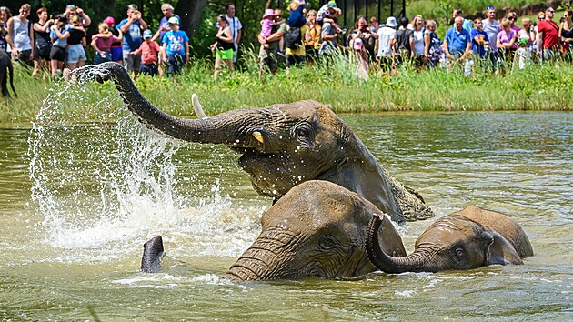 Tropick teploty zvldaj zvata ve zlnsk zoo i dky ledovm zmrzlinm, kter jim pipravuj chovatel. (ervenec 2024)