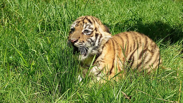 Sameek tygra ussurijskho se narodil ptilet samici Samb ve zlnsk zoo. (ervenec 2024)