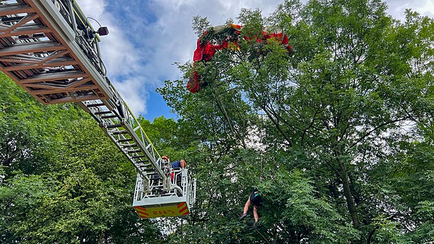 Zchrana paraglidistky z vysokho stromu v Kunicch pod Ondejnkem na Frdecko-Mstecku (13. ervence 2024)