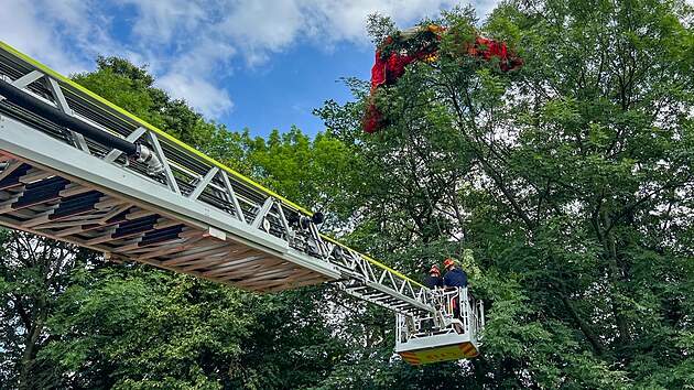 Zchrana paraglidistky z vysokho stromu v Kunicch pod Ondejnkem na Frdecko-Mstecku (13. ervence 2024)