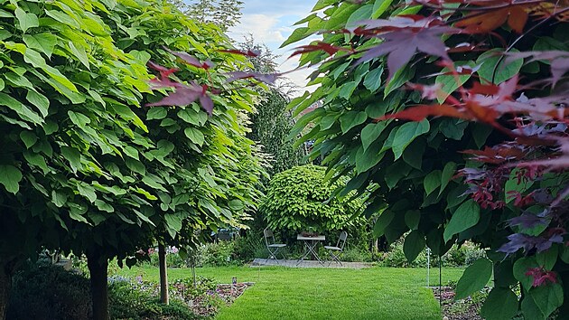 Katalpy a posezen�. Pod katalpami jsou trvalkov� z�hony, kde na sklonku zimy kvetou i obl�ben� �eme�ice.