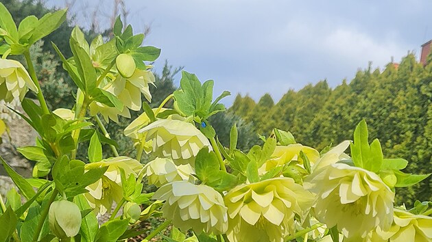 Na sto kultivar� �eme�ic rozz��� zahradu u� ke konci zimy.