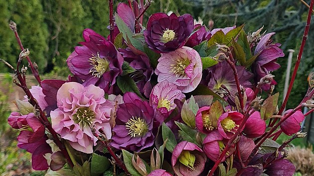 Zimn� kytice do v�zy. Z �eme�ic