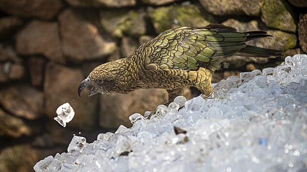 Do prask zoo dovezli 10 tun ledu pro ochlazen zvat i nvtvnk v tropickm poas. (10. ervence 2024)