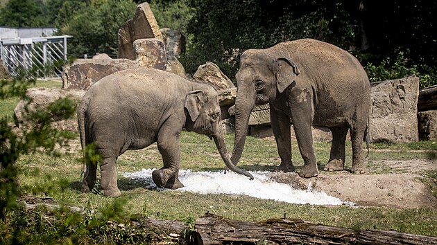 Do prask zoo dovezli 10 tun ledu pro ochlazen zvat i nvtvnk v tropickm poas. (10. ervence 2024)