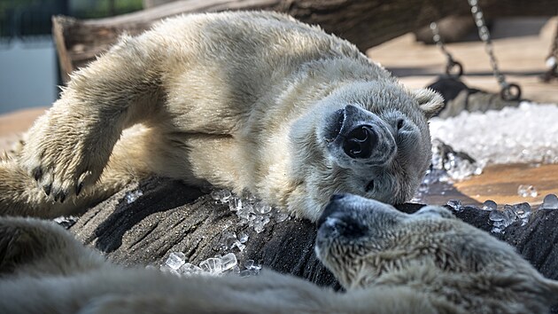 Do prask zoo dovezli 10 tun ledu pro ochlazen zvat i nvtvnk v tropickm poas. (10. ervence 2024)