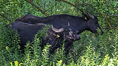 Vypoutní vodních buvol do ptaí oblasti Stední nádre vodního díla Nové...