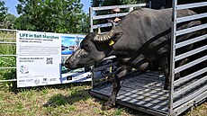 Vypoutní vodních buvol do ptaí oblasti Stední nádre vodního díla Nové...