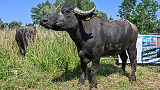 Vypoutní vodních buvol do ptaí oblasti Stední nádre vodního díla Nové...