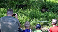 Vypoutní vodních buvol do ptaí oblasti Stední nádre vodního díla Nové...