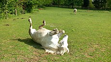 Jerry má krom jiného kladný vztah k dtem.