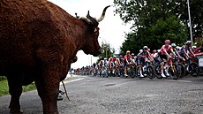 I nejeden tur pihlíí Tour. Aneb cyklistický peloton se ene dvanáctou etapou...