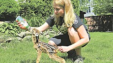 Dokrmování zranného srnete v záchranné stanici Hrachov. Ochránci pírody zde...