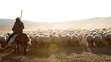 turecko dobytek ovce pasák pastva zamstnání