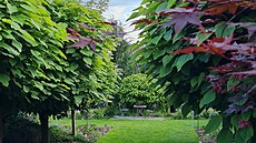 Katalpy a posezení. Pod katalpami jsou trvalkové záhony, kde na sklonku zimy...