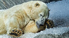 Kdy� je Zoo Praha �na ledu�, u��vaj� si to nejen ledn� medv�di.