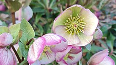 Zimní nádhera slezské zahrady