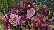 Zimní kytice do vázy. Z �eme�ic