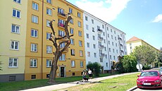 Osobitá kráse proezaných strom v Jihlavské ulici