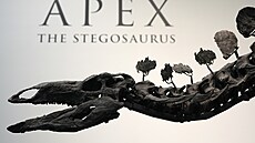 Do aukce v New Yorku pjde kostra a 161 milion let starého stegosaura. (10....
