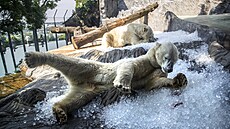 Do pra�ské zoo dovezli 10 tun ledu pro ochlazení zví�at i náv�t�vník� v...