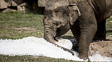 Do pra�ské zoo dovezli 10 tun ledu pro ochlazení zví�at i náv�t�vník� v...