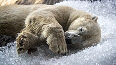 Do praské zoo dovezli 10 tun ledu pro ochlazení zvíat i návtvník v...