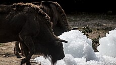 Do pra�ské zoo dovezli 10 tun ledu pro ochlazení zví�at i náv�t�vník� v...