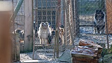 Lepí podmínky. Nové naízení Evropské unie by mimo jiné mlo zavést chovatelm...