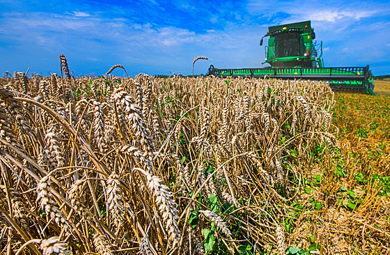 Sklize� p�enice u obce Biskoupky na Brn�nsku, na snímku kombajn John Deere...