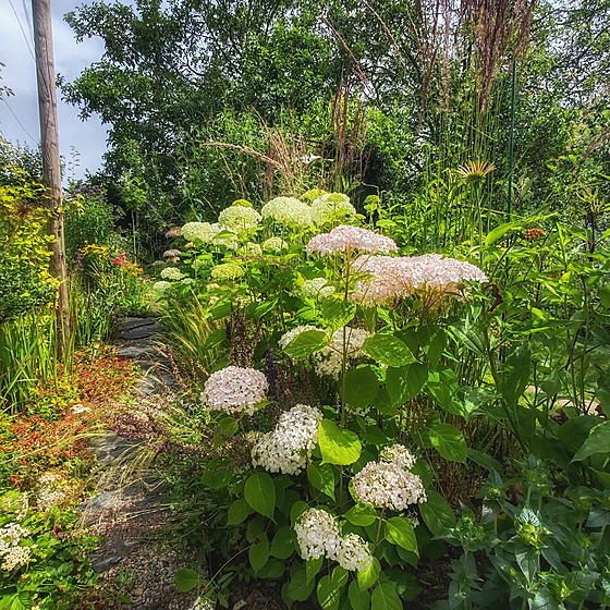 Anabelky (rozum�j kultivar latnatých hortenzií)
