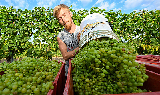 Rodina Machuova spolu s brigádníky sbírala 29. ervence 2024 na vinicích u...