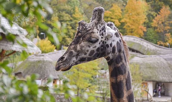 irafí samec Zuberi byl v jihlavské zoologické zahrad  od roku 2013. Nejvíce...