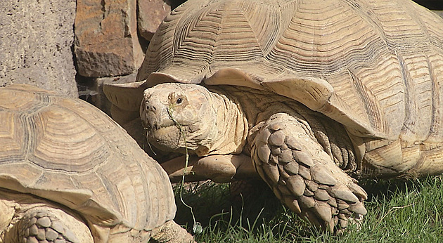 Vzácné želvy přivezli k váze na vlečce malotraktoru, nejtěžší měla 70 kilo