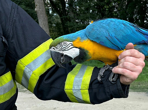Papoušek si po obědě udělal výlet, na vysoký strom pro něj museli hasiči