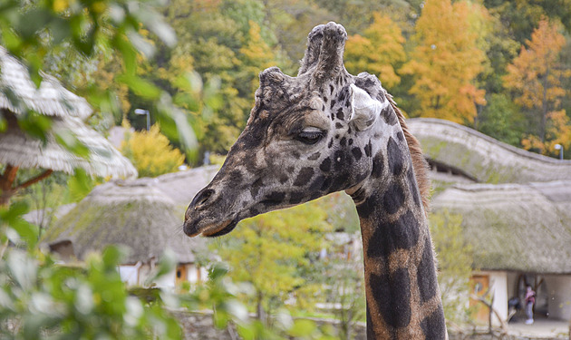 Zoo v Jihlavě musela uspat žirafího samce Zuberiho, měl v noze těžkou artrózu