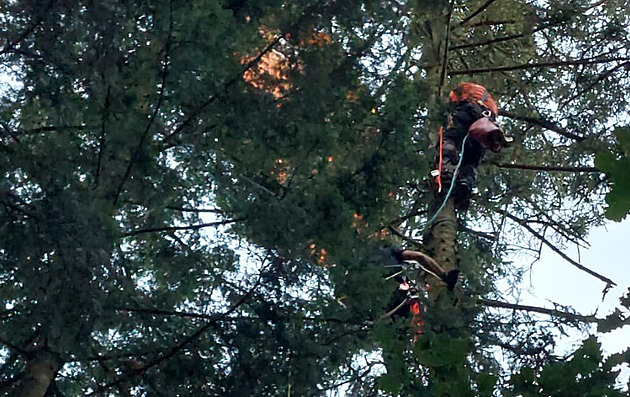 VIDEO: Paraglidistka visela dvě hodiny v korunách stromů, sundali ji hasiči