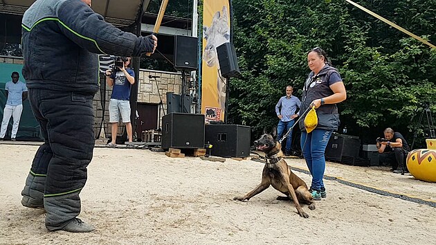 Kynoloka vycviila Avatara k hledn slonoviny v Kongu