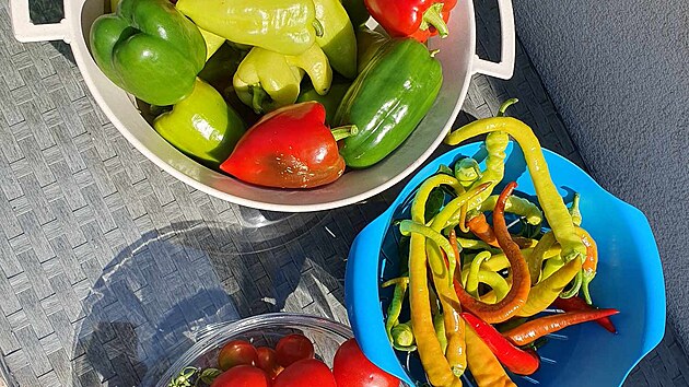 Jedna z �ady sklizn� v sezon�