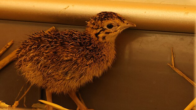 V brn�nsk� zoo se poda�il odchov t�� ml��at tinamy koroptv�, co� je pt�k z ��du b�c�, kter� sn�� v�razn� zbarven� vaj��ka.