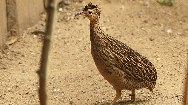 V brn�nsk� zoo se poda�il odchov t�� ml��at tinamy koroptv�, co� je pt�k z ��du b�c�, kter� sn�� v�razn� zbarven� vaj��ka.
