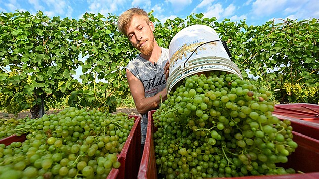 Rodina Machu�ova spolu s brigádníky sbírala 29. �ervence 2024 na vinicích u...