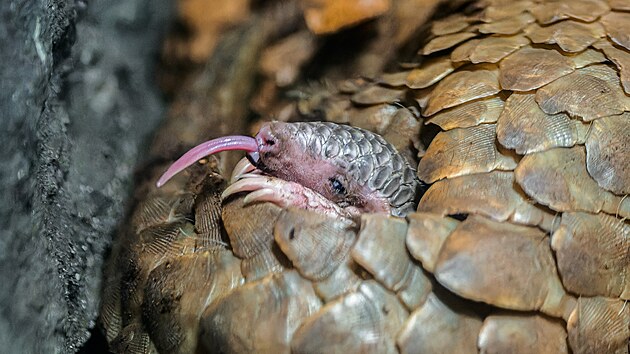 Luskoun� sami�ka se narodila 1. �ervence 2024 jako druh� ml�d� luskouna kr�tkoocas�ho nejen v �esk� republice ale i v Evrop�. V den k�estu j� jsou ��esn� �ty�i t�dny.