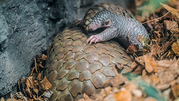 Vedle sv� m�my zat�m p�son� mal� Connie jako drobe�ek, nicm�n� p�kn� p�ib�v�.