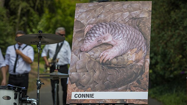 Na k�tu mal� Connie zahr�la Laura a jej� tyg�i.