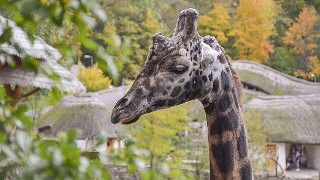 iraf samec Zuberi byl v jihlavsk zoologick zahrad  od roku 2013. Nejvce asu trvil se svm parkem Paulem. Posledn msce vak trpl chronickm nelitelnm ortopedickm onemocnnm. Tento tden ve stedu nechali oetovatel Zuberiho uspat.