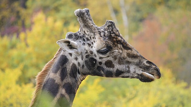 iraf samec Zuberi byl v jihlavsk zoologick zahrad  od roku 2013. Nejvce asu trvil se svm parkem Paulem. Posledn msce vak trpl chronickm nelitelnm ortopedickm onemocnnm. Tento tden ve stedu nechali oetovatel Zuberiho uspat.