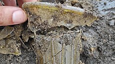 Archeologové v Hole�ov� odkryli poh�ebi�t� z doby st�hování národ�. Na snímku...